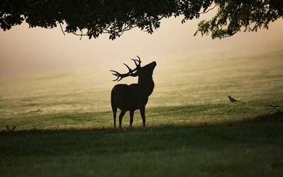 BRAME  DU CERF